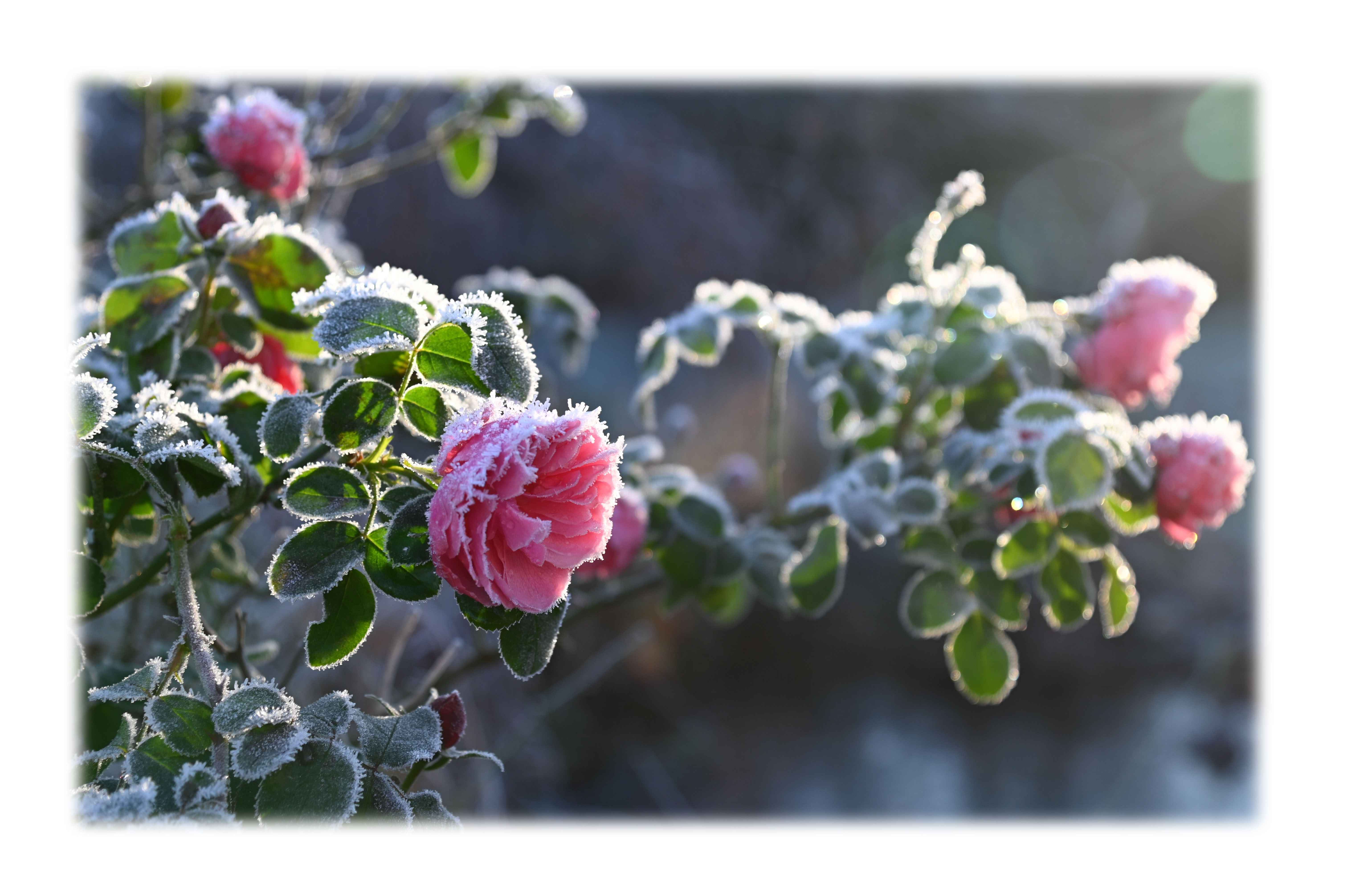 Appartements AM ROSENGARTEN