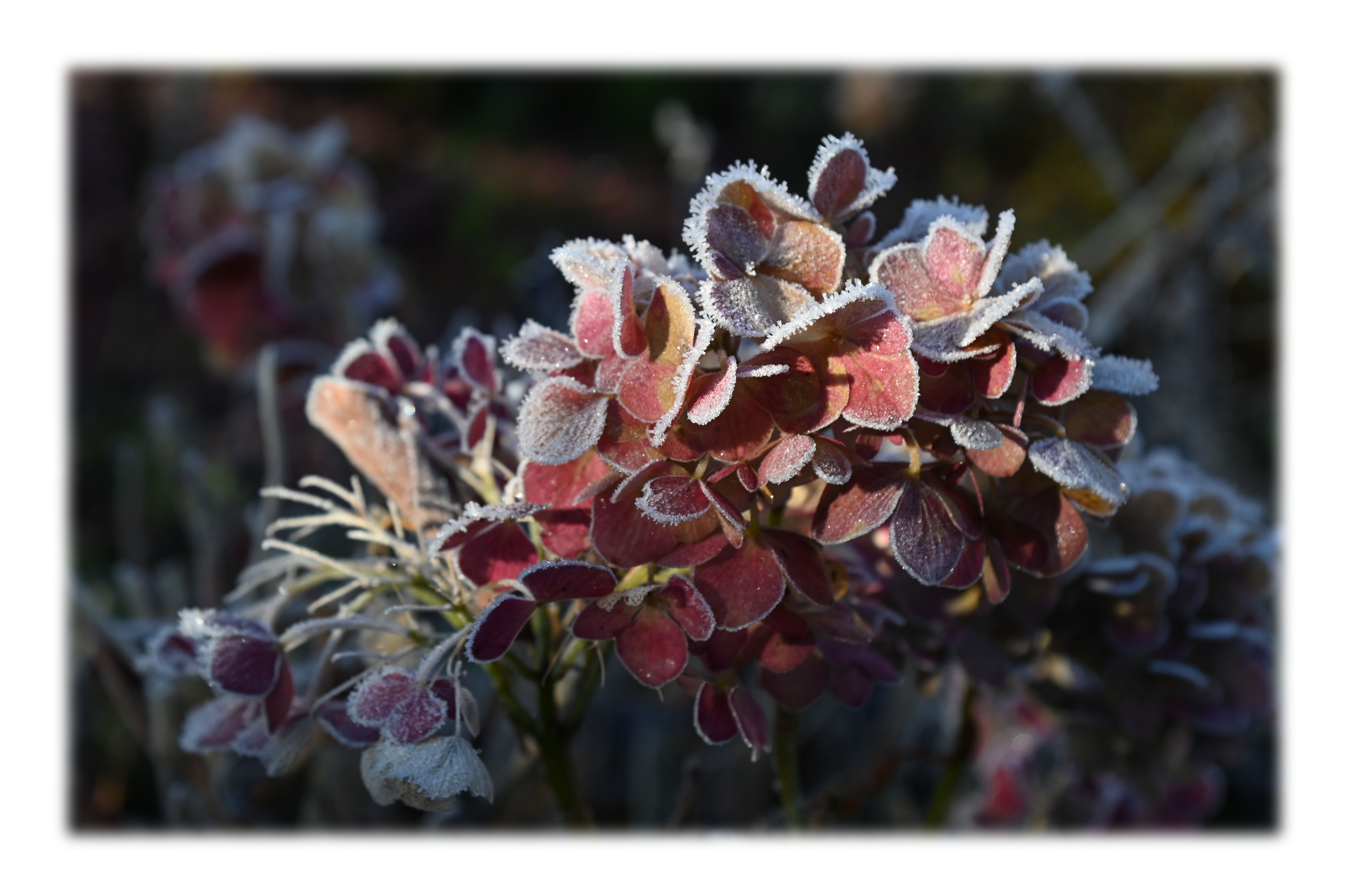 Appartements AM ROSENGARTEN